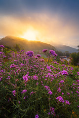 Violet verbena flowers field on hill background with sunshine..