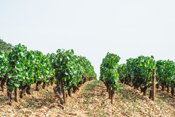 Fototapeta na wymiar Vignes en Bourgogne, France