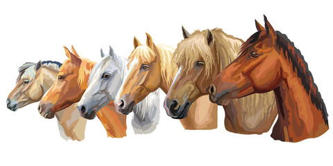 Set of horses breeds 5