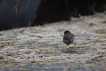 Black Headed Sparrow 10 (Junco)