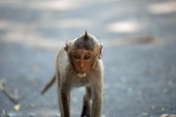 可愛いサル