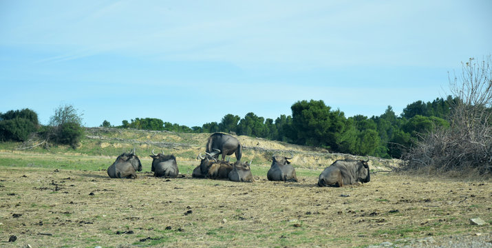 Gnou couch&eacute;s