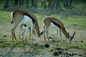 Springkok, antilope