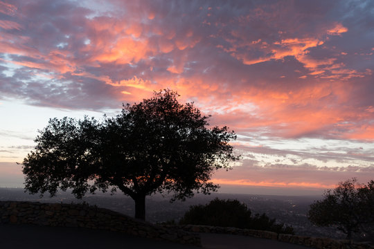 Bright pink sunset with trees on a mountain in San Diego California
