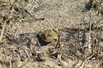 toad in the swamp
