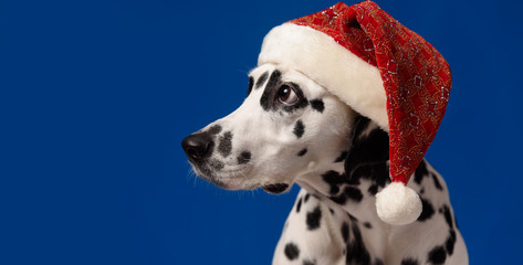 Dalmatian dog portrait wearing Santa hat looking to the left, isolated on blue background. Shot in studio. Copy space. Banner with palce for text