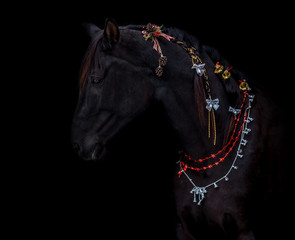 Beautiful black horse posing in a christmas image on a black background