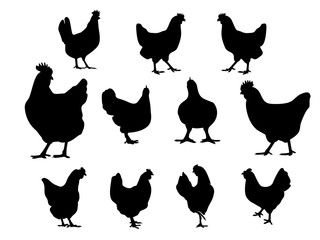 Collection Chicken Logo Vector Design Template, Vector Silhouette Illustration for Chicken Logo