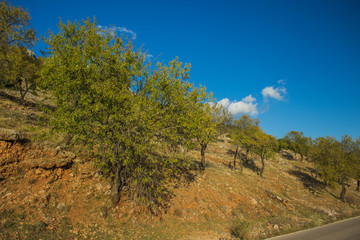 Fototapeta na wymiar south dry summer countryside hill and rock environment nature landscape with trees on yellow ground near car road
