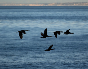 Silhouette of a flock of geese birds flying on the coastline in La Jolla California