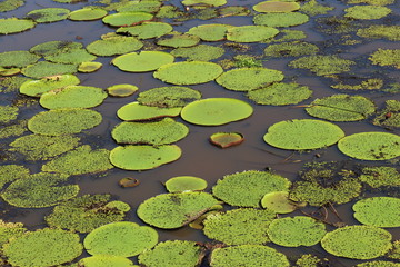 Royal victory plant, typical amazon plant, located in Brazil 