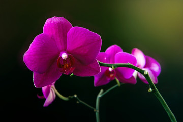 Pink phalaenopsis orchid flower on a dark background close up