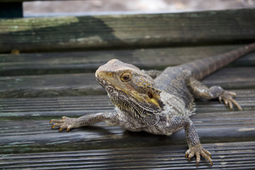 bearded dragon