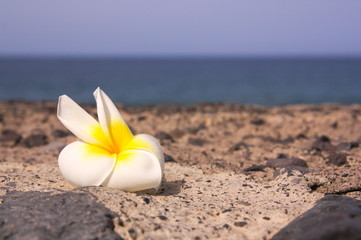 Fototapeta na wymiar Flower with seabed on cement