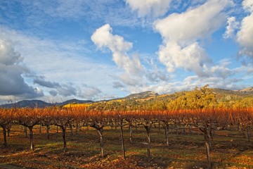 Naklejka premium Beautiful autumn colors at the vineyards in Sonoma County on cloudy day after the rain