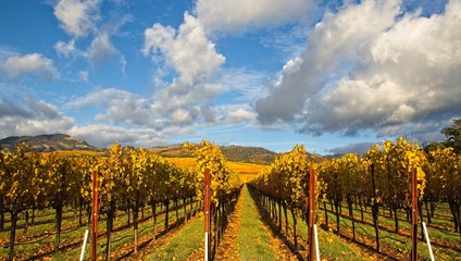 Beautiful autumn colors at the vineyards in Sonoma County on cloudy day after the rain