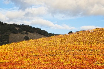 Beautiful autumn colors at the vineyards in Sonoma County on cloudy day after the rain