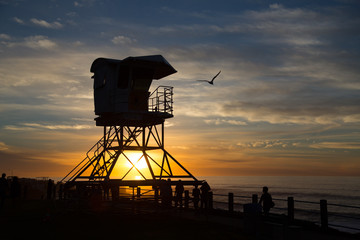 Seagull flying in sunset over La Jolla, California