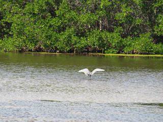 Reddish Egret Ding Darling Wildlife Refuge Sanibel Florida