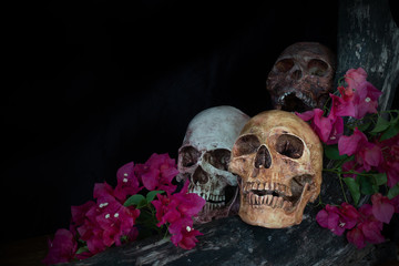 Still life of genocide human skulls and flower on wooden