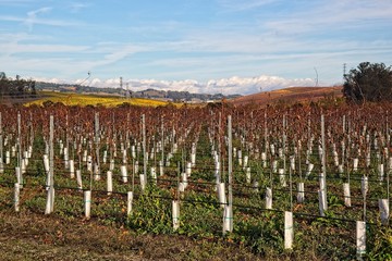 New vineyards in Petaluma, Sonoma County, California, beautiful cloud formation on an Autumm day