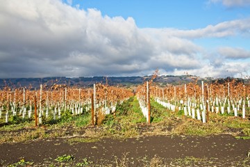 Fototapeta na wymiar New vineyards in Petaluma, Sonoma County, California, beautiful cloud formation on an Autumm day