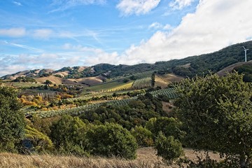 Marin County open space and beautiful hills. An Olive plantation between Sonoma and Marin County