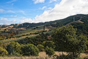 Fototapeta na wymiar Marin County open space and beautiful hills. An Olive plantation between Sonoma and Marin County