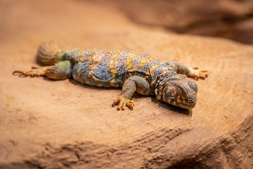 Ornate spiny tailed lizard, Uromastyx ornata, resting on a rock