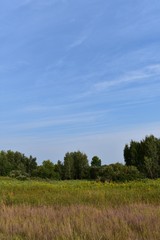 Obraz premium Colorful meadow with a blue sky and thin white clouds
