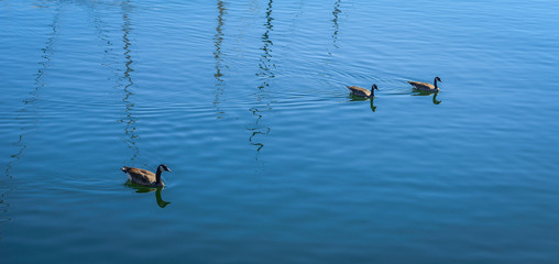 Two duck in the water 
