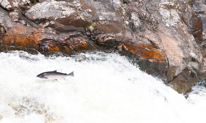 Large Atlantic salmon leaping up the waterfall on their way migration route to their spawning...