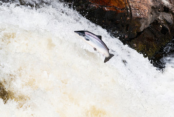 Large Atlantic salmon leaping up the waterfall on their way migration route to their spawning grounds