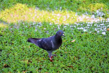 Dove Bird