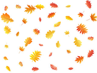 Oak, maple, wild ash rowan leaves vector, autumn foliage on white background.