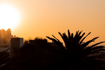 Paisaje de palmeras y un edificio al fondo durante un atardecer y a contraluz 