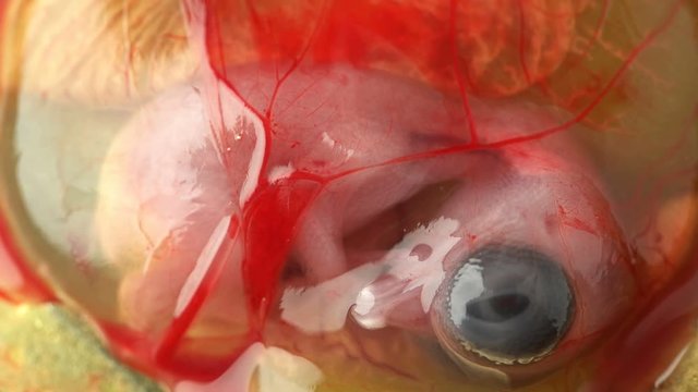 ten-day quail embryo already well formed