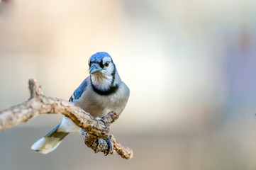 Bluejay