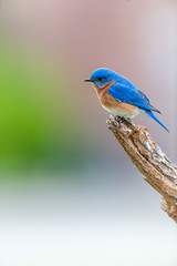 Eastern Bluebird
