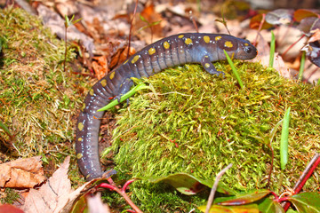 Spotted Salamander Northwoods Michigan