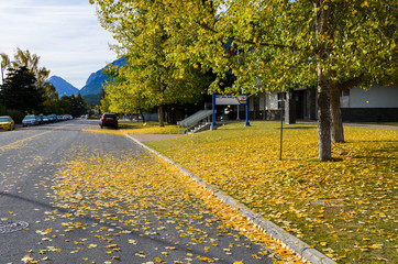 秋のカナディアンロッキー　バンフの街のイチョウの黄葉（バンフ国立公園　カナダ・アルバータ州）