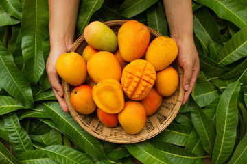 Hand of farmer carrying mango fruit in wooden basket putting on tropical green leaf background