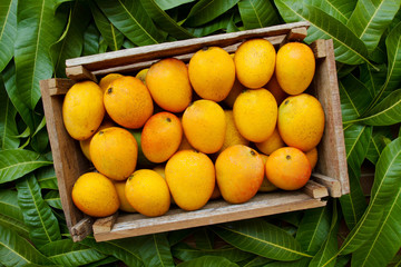 Mango fruit in wooden basket or crate harvest from organic farm on tropical green leaves background