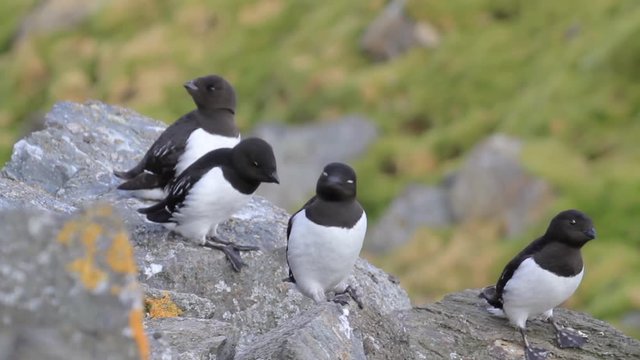 Little auk on the rock in the mountains of Spitsbergen Norway