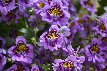 Purple flowers