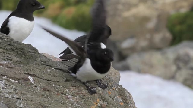 Little auk on the rock in the mountains of Spitsbergen Norway