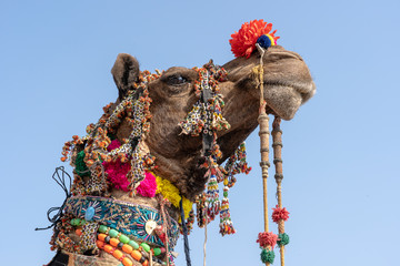 Decorated head of a camel in desert Thar during Pushkar Camel Fair, Rajasthan, India. Close up