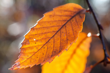 Obraz premium クヌギ枯葉