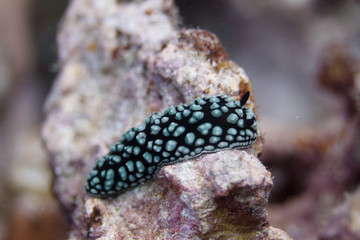 Pustulose Wart Slug Nudibranch on Coral Reef