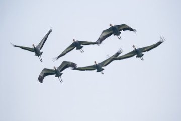 flying white-naped crane